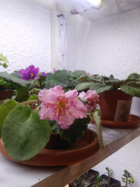  - AAA Ne pregatim de iernat 23 octombrie 2018