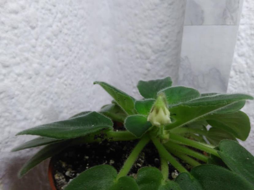  - AAA Ne pregatim de iernat 23 octombrie 2018