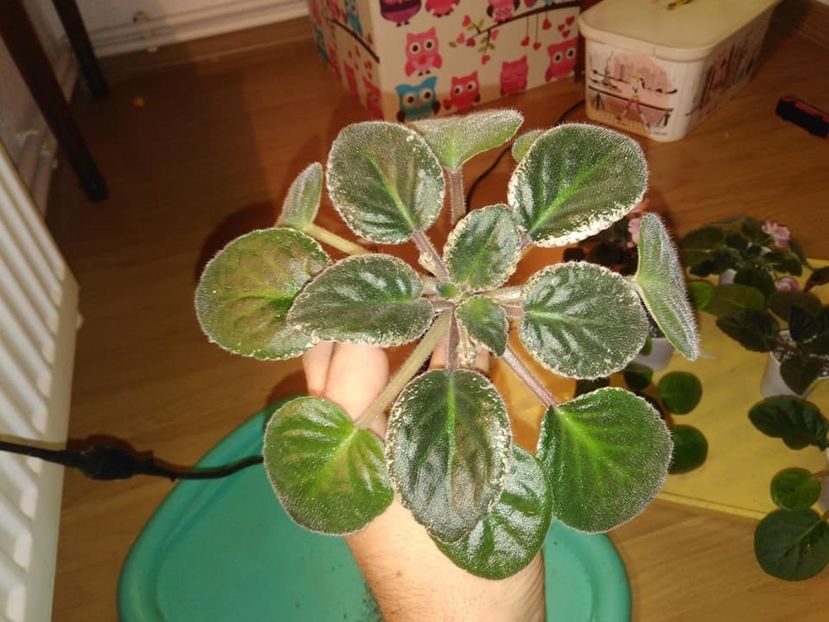 octombrie 2018 - Red Sun Rising