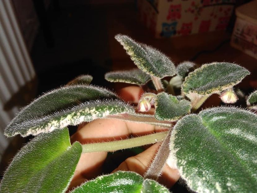 octombrie 2018 - Red Sun Rising