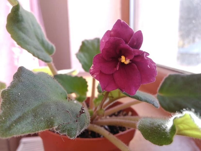 noiembrie 2018 - ZZZ_AE Armageddon