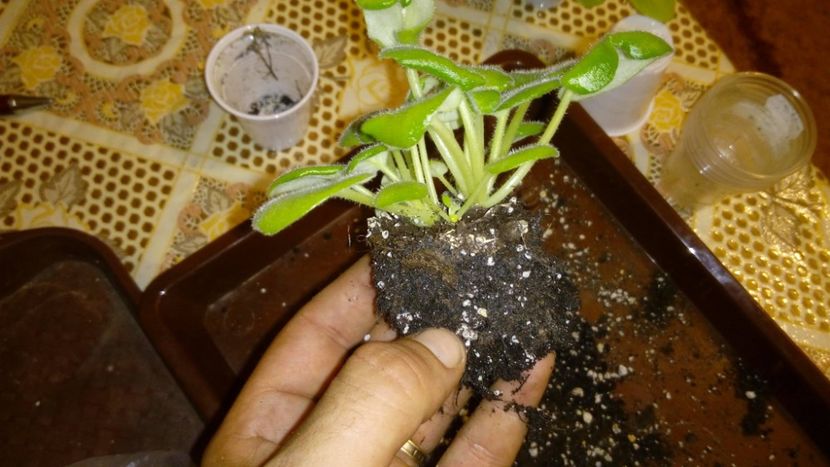 puiet 4 - AAA Making of