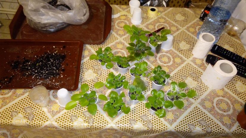 puiet - AAA Making of