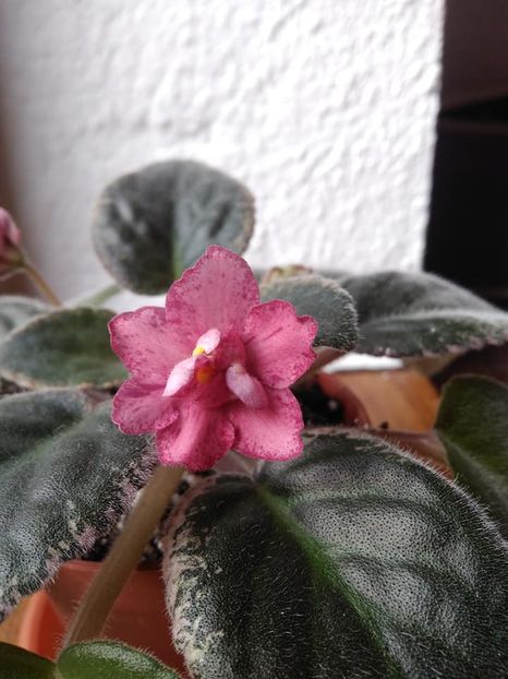 octombrie 2018 - Red Sun Rising