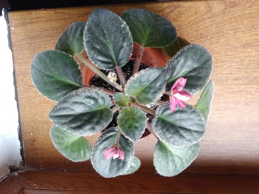 octombrie 2018 - Red Sun Rising