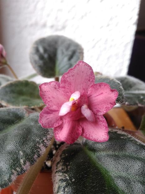 octombrie 2018 - Red Sun Rising