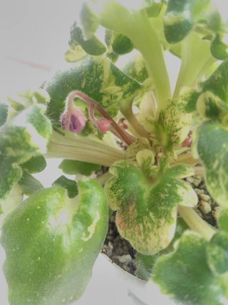 februarie 2019 - ZZZ____Ramblin Lassie out