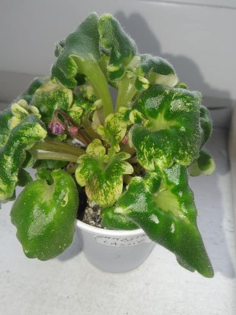 februarie 2019 - ZZZ____Ramblin Lassie out