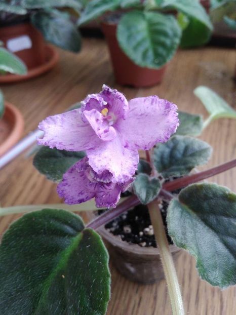 septembrie 2018 - Buckeye Legal Tender