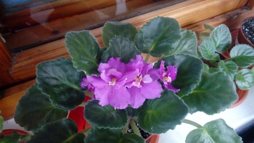 iunie 2018 - EK Russkaya Krasavitsa