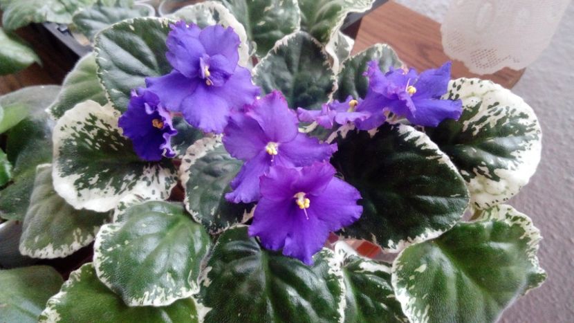 iunie 2018 - ZZZ____Optimara Modesty