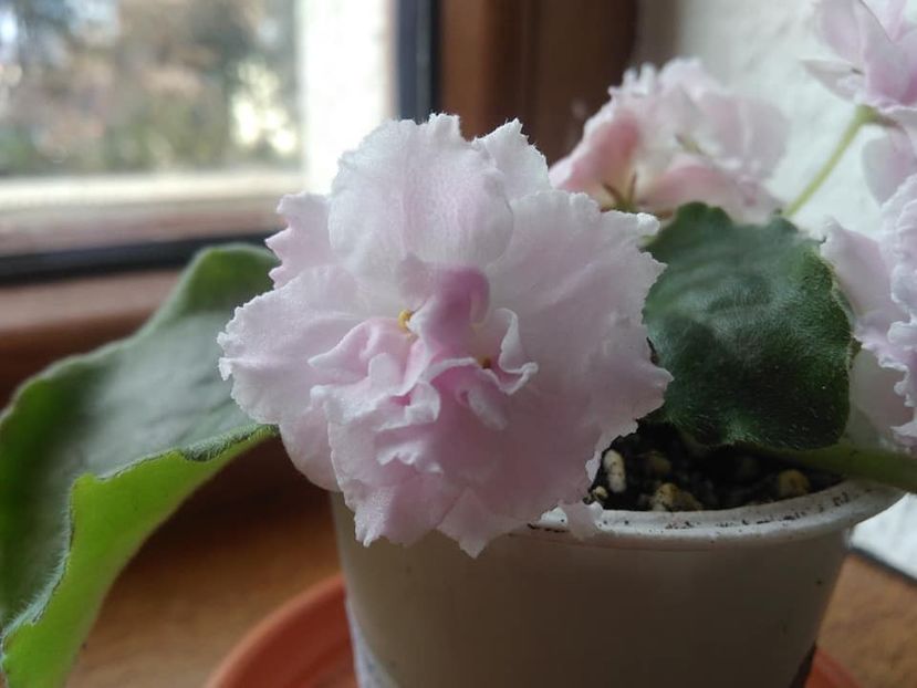 septembrie 2018 - Rozovaia Pantera