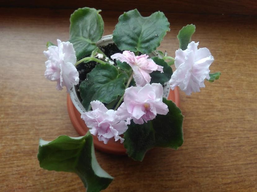 septembrie 2018 - Rozovaia Pantera