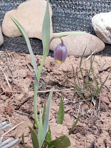 Frittilaria uva vulpis - fritillaria