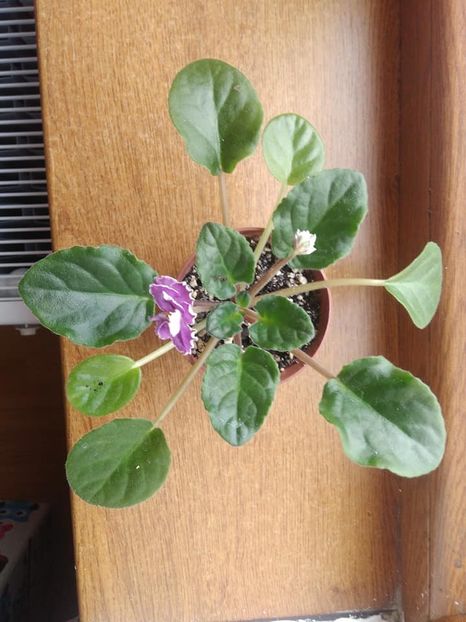 septembrie 2018 - Ultra Violet Nebula