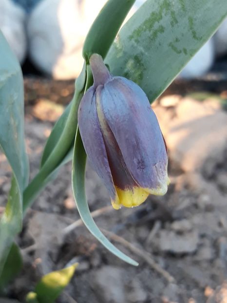  - fritillaria
