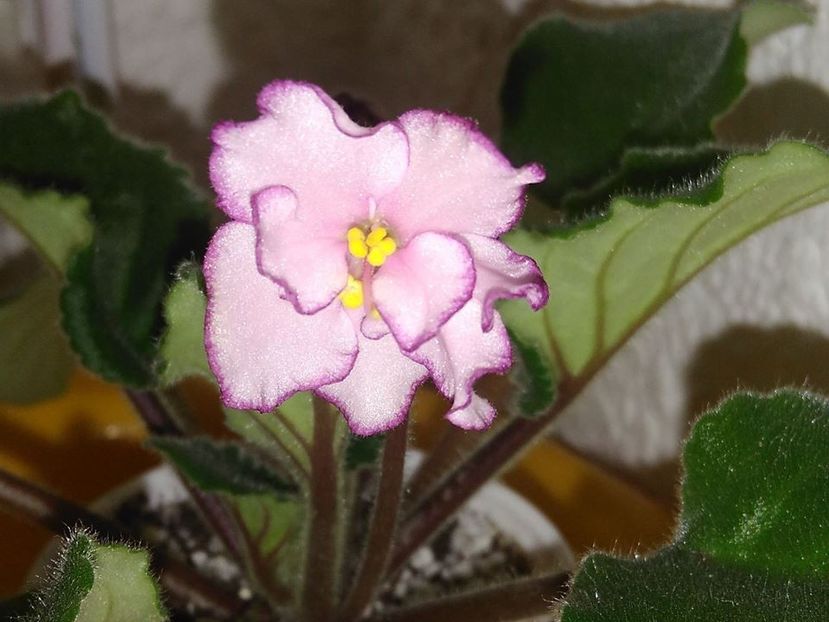 octombrie 2018 - ZZZ___Ian Menuet