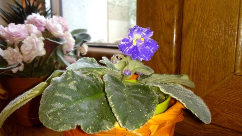 mai 2018 - Z____RS Kapitoshka out