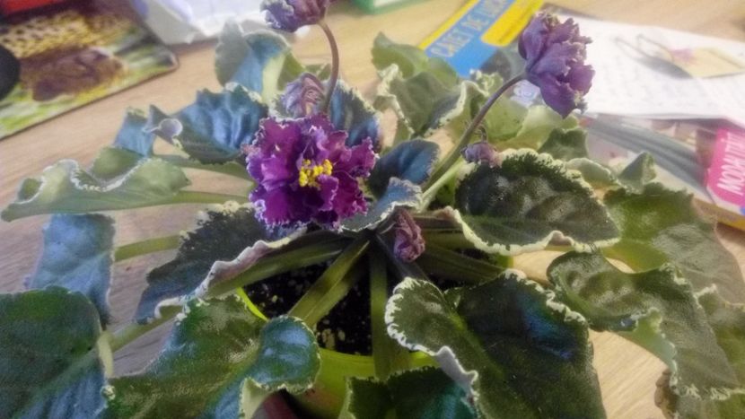 septembrie 2018 - ZZZ____EK Moulin Rouge