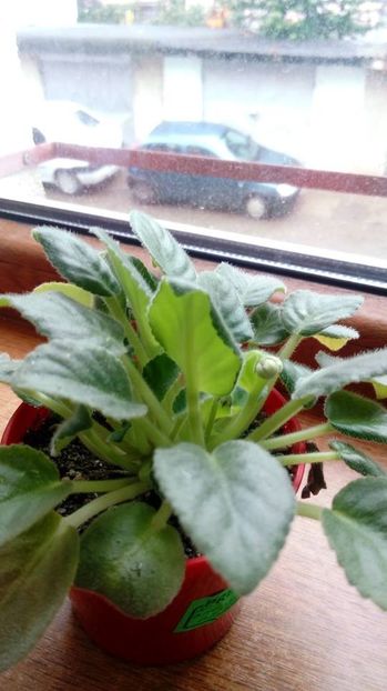 mai 2018 - N - Snezhnyi Georgin sp