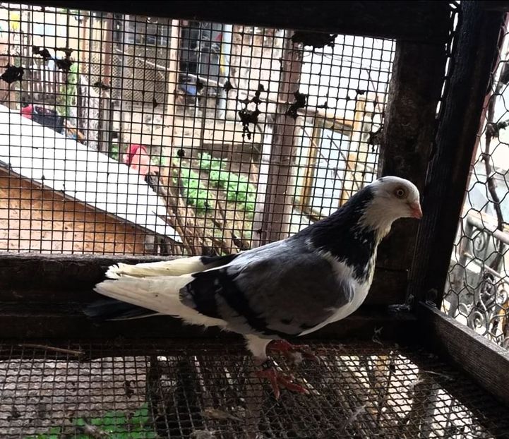  - 4-Jucatori de Galati