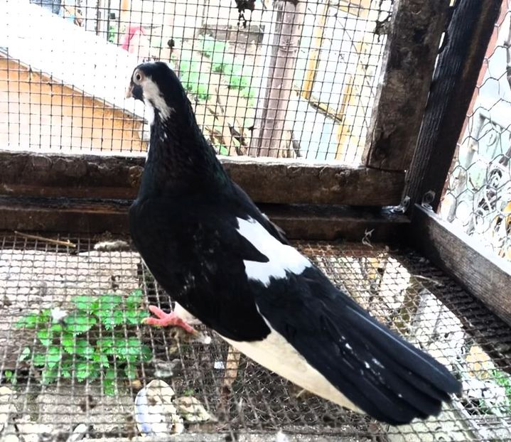  - 4-Jucatori de Galati