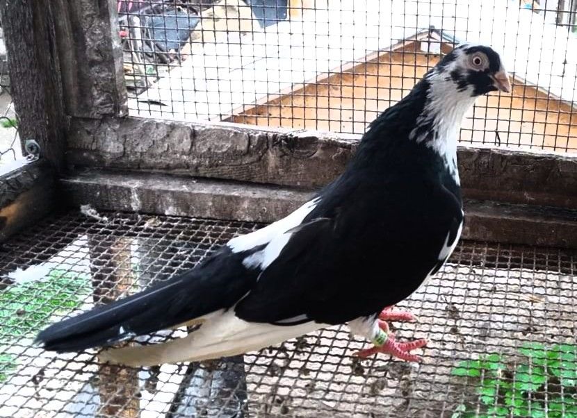  - 4-Jucatori de Galati