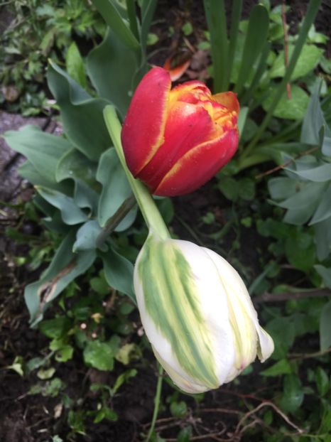 99E6F64A-538A-49ED-AC43-7BA20D1E05CF - Lalele 2019