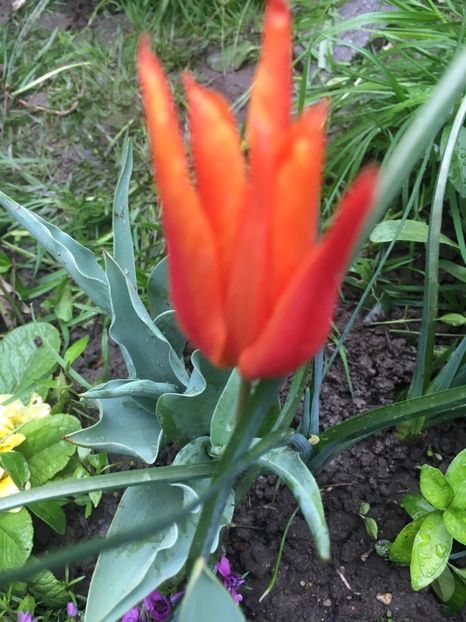 orange emperor - Lalele 2019