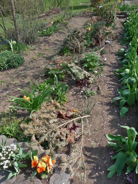  - 2019 - 01 - Primavara