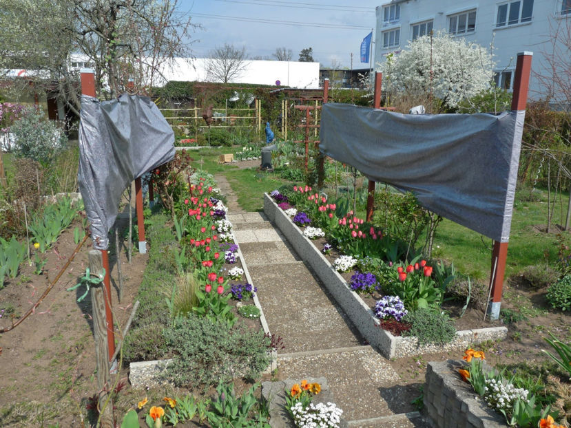 12.-14. Apr. - 3 nopti cu ger! - 2019 - 01 - Primavara