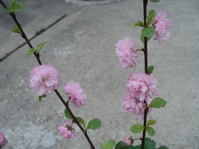 poze 2015 018 - ARBUSTI CU FLORI