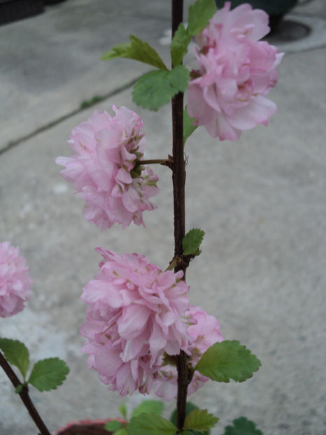 poze 2015 019 - ARBUSTI CU FLORI