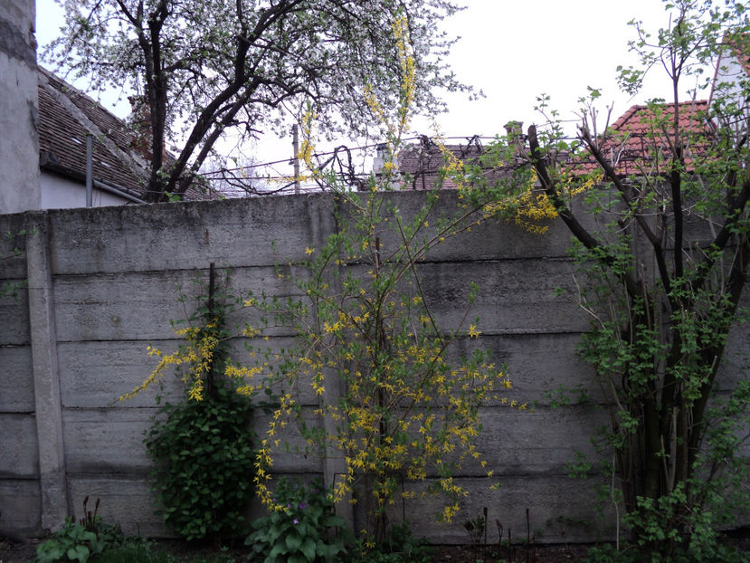 apr.2019 forsytia - ARBUSTI CU FLORI