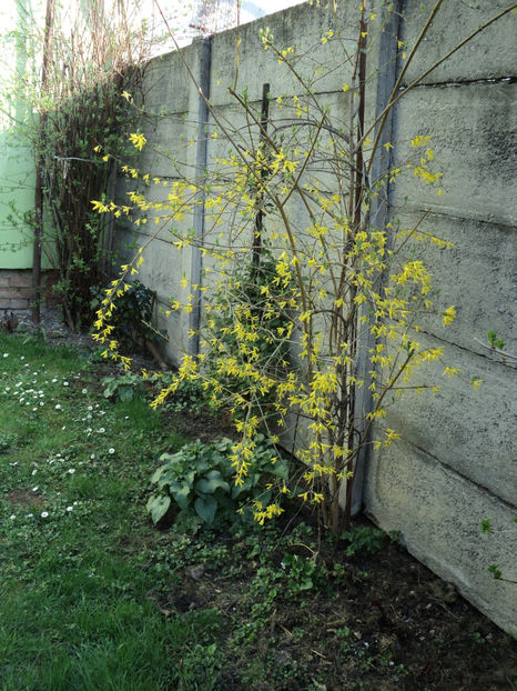 poze 2015 024 - ARBUSTI CU FLORI