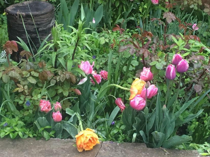 720C8360-D851-4AFF-AA2A-EE67CFC115D9 - Aprilie