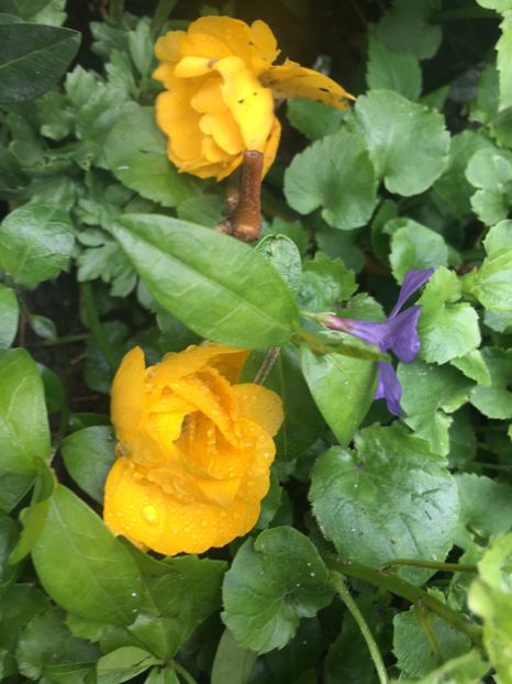 80CF8919-98EB-4258-8BCA-6C92EE5BED41 - Aprilie