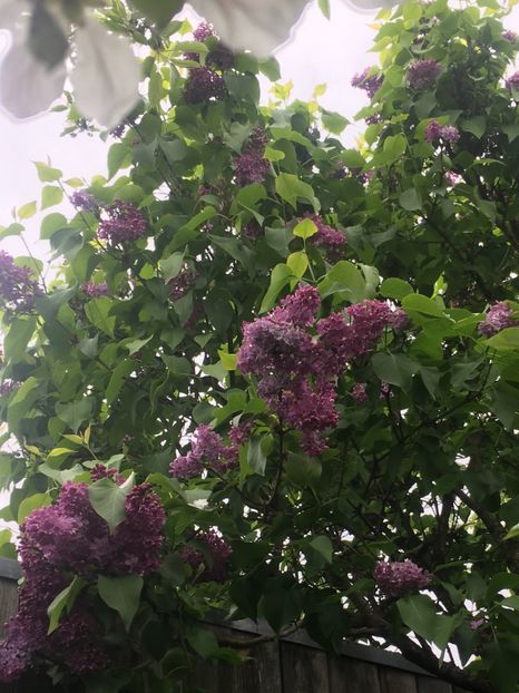 278421A8-17EA-431C-A890-6FE12558C412 - Aprilie