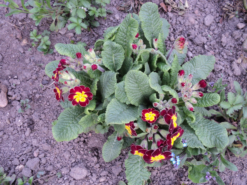 poze 2015 011 - Primavara