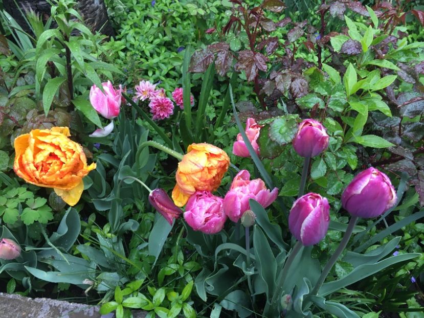 86F93766-6965-40C1-885F-DD32B60E052E - Aprilie