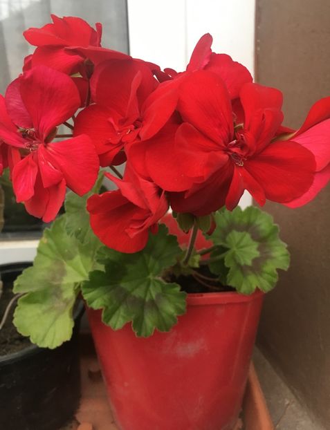 463B9D4C-5A65-4B4F-AC4B-4D04A7BB5A23 - 2019