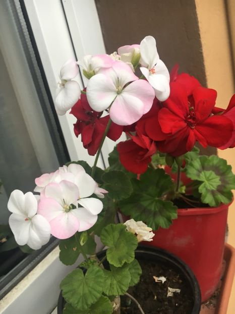 1844AA74-F1B9-4200-B611-361ED9584716 - 2019