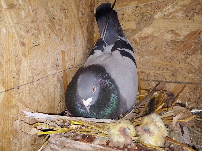  - Pui de porumbei voiajori 2019