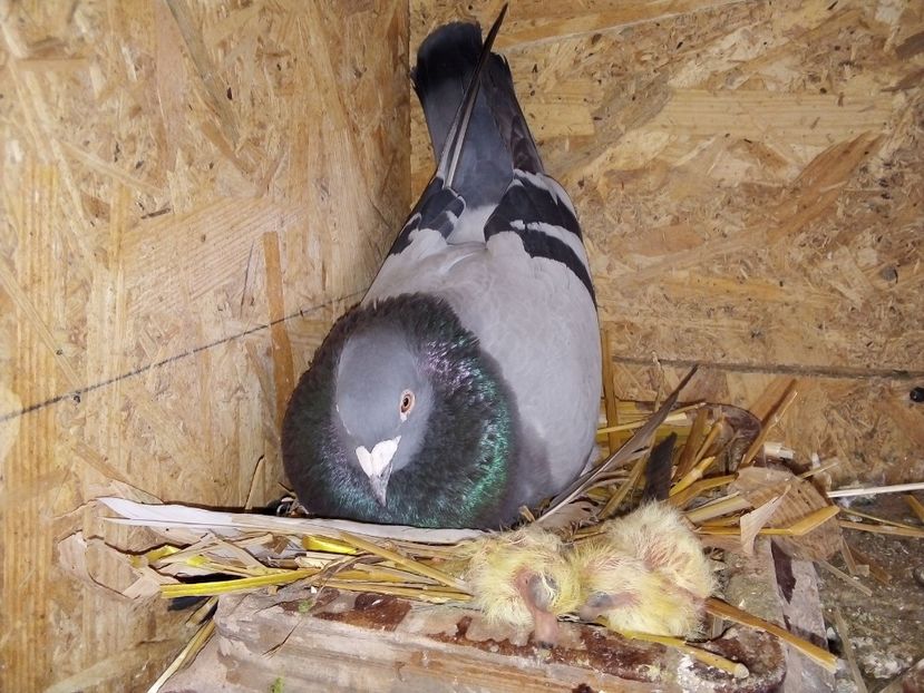  - Pui de porumbei voiajori 2019