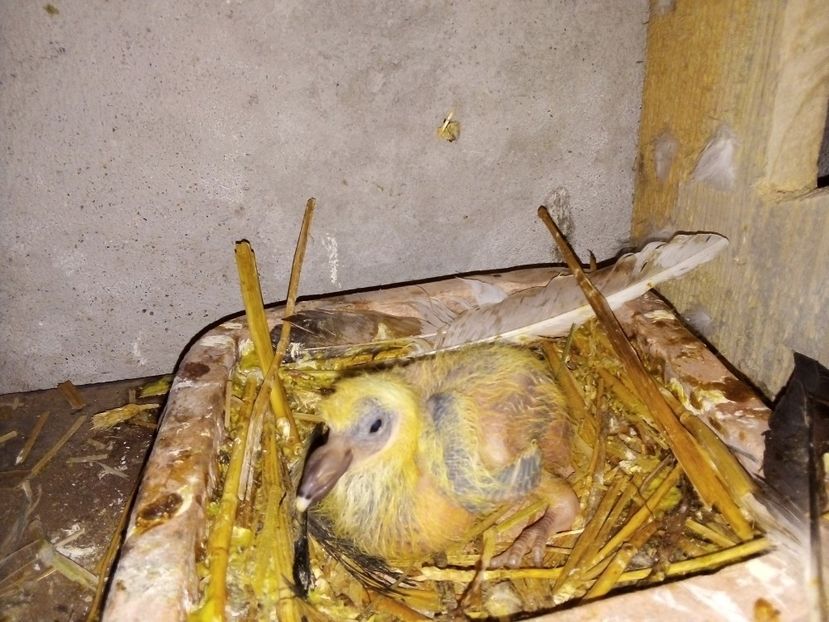  - Pui de porumbei voiajori 2019