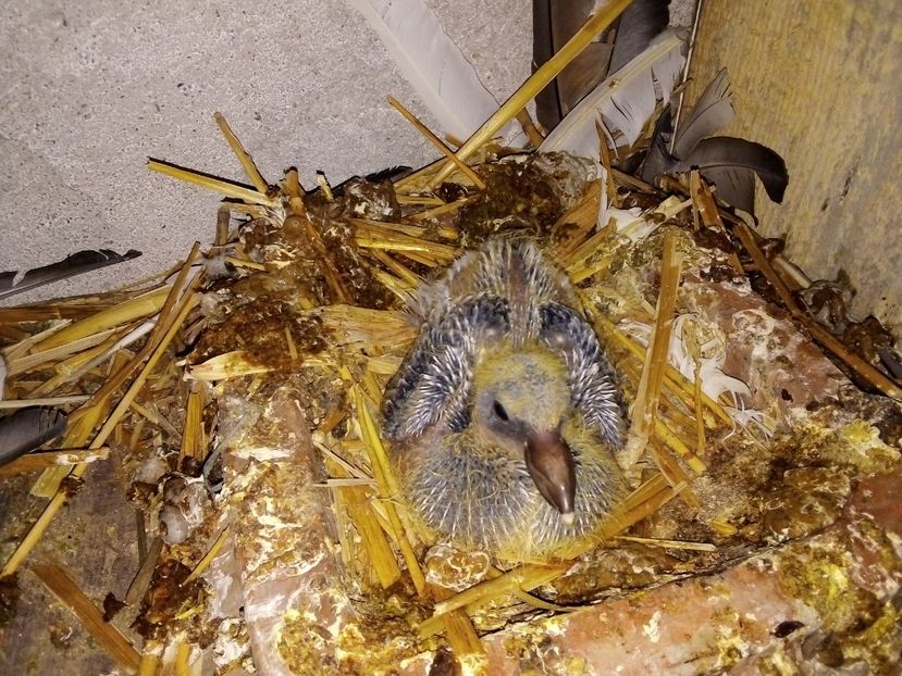  - Pui de porumbei voiajori 2019