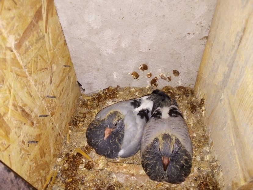  - Pui de porumbei voiajori 2019