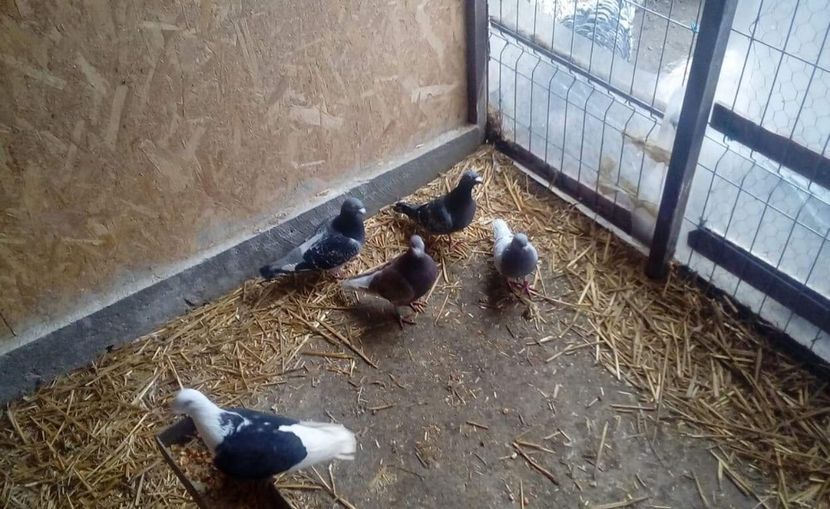 received_1532641920213768 - -Porumbei Voiajori
