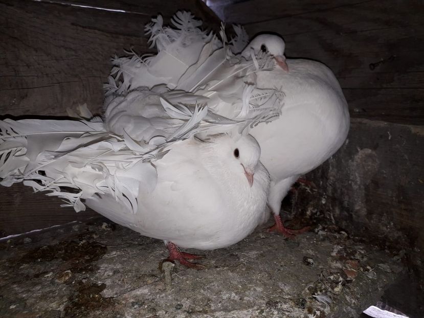 IMG-20190412-WA0018 - Porumbei Voltați