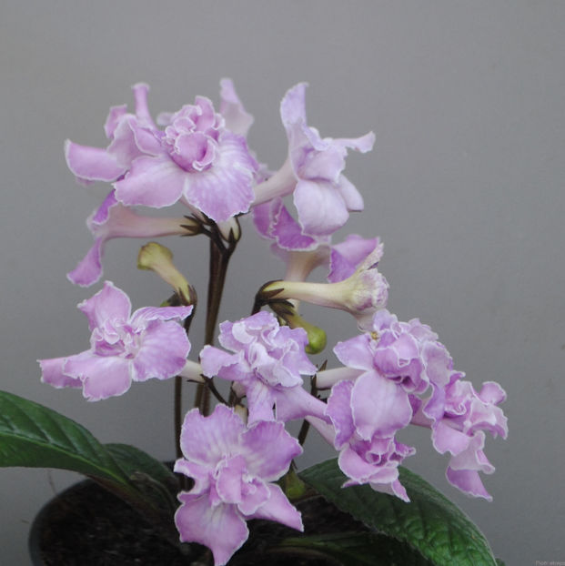 Stella /7448/ - streptocarpusi 2019